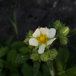 Photo By: Stephen M. Young. Photo taken: Warren County, NY on 15 June 2018